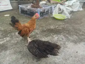 Anakan ayam kate sepasang