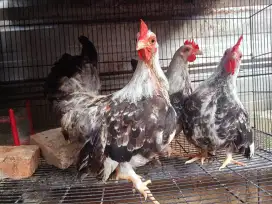 Jual ayam Kate chabo