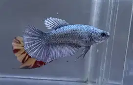 ikan cupang giant betina coper bo 5 cm