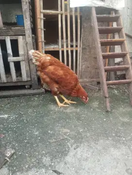 Ayam negeri petelur remaja