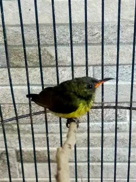 Konin ijoan prediksi jantan