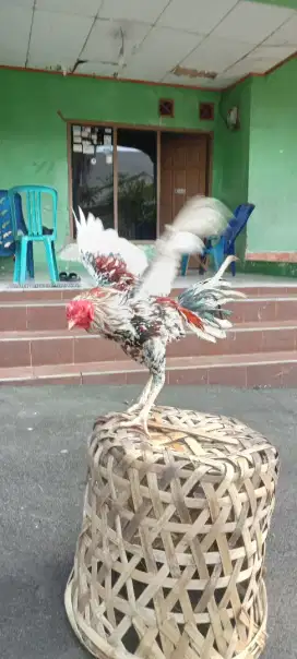 Ayam Bangkok Blorok Klewu Geni