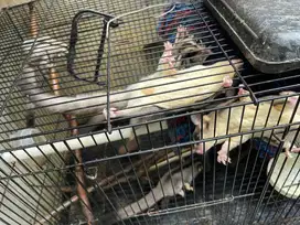 Sugar glider tupai