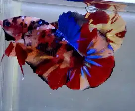 ikan cupang giant multi