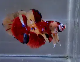 ikan cupang giant nemo
