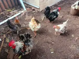 Jual ayam Kate Walik warna warni