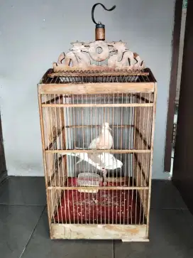 Jual burung puter bohorok sepasang buyi brisik siap ternak sama kdng y