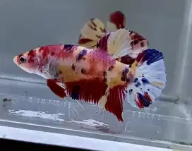 ikan cupang betina giant nemo candy siap berkembang biak