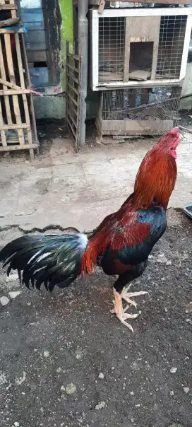 Ayam Bangkok clasik