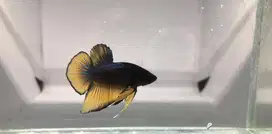 Ikan Cupang/Betta Fish Plakat Mustard Gas (MG)