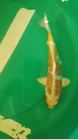 Ikan koi jenis Kujaku 33cm warna kuning