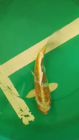 Ikan koi jenis Kujaku 33cm warna yellow
