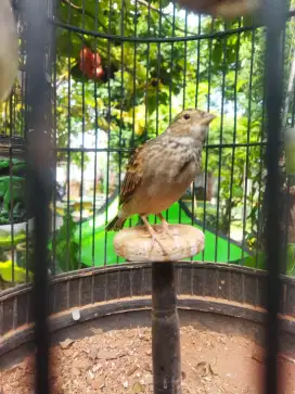 Dijual burung branjangan