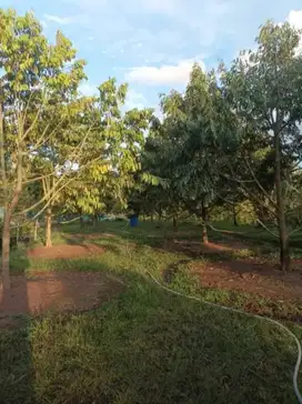 Dijual MURAH  kebun durian musangking Jasinga Tegal Wangi Bogor