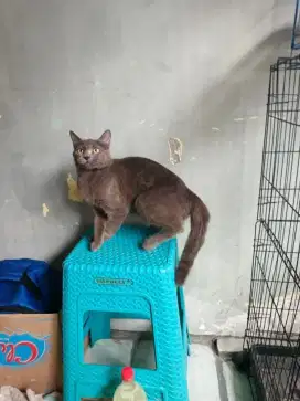 Kucing mix Bsh 7 bulan