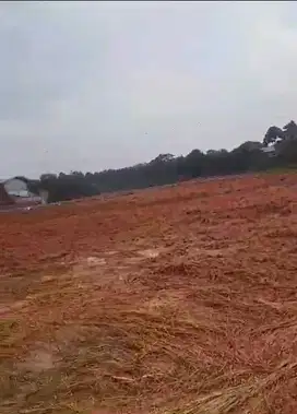 Dijual cepat Tanah kavling Cisauk Murah Siap Bangun