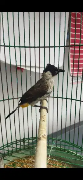 Burung Kutilang mh