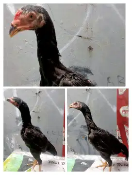 Ayam Bangkok 3 ekor