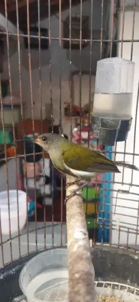 Burung kolibri merak