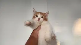 Kucing Persia Lucu