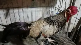 Ayam Bekisar Wido kembang (Silangan ayam hutan hijau x betina kampung)