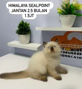 Kucing kitten lucu luccu