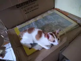 Anakan kucing kampung