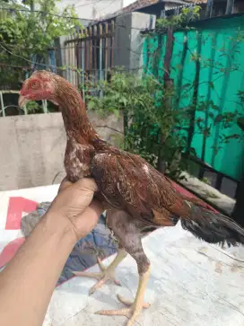 Ayam trah pama iq (pama iq x Bangkok ekor lidi)