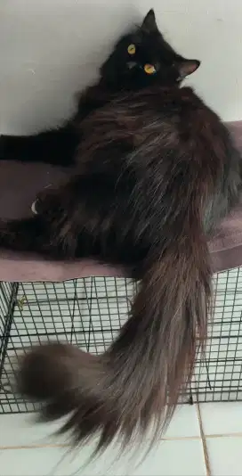 LA kucing Persia Betina dewasa