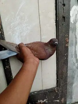Burung dara merpati murah