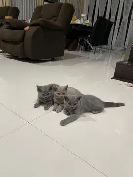 Open Adopt Kucing BSH