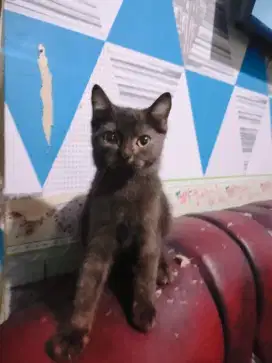 Kitten munchkin ns hitam