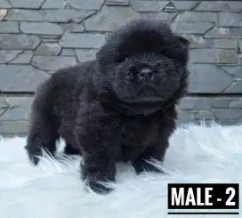 OPEN BOOK PUPPY CHOWCHOW JANTAN 2