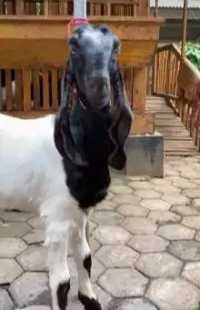 sepasang bakalan kambing etawa 6-7 bulanan 1 jantan 1 betina jaminpuas