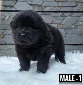 OPEN BOOK PUPPY CHOWCHOW JANTAN 1