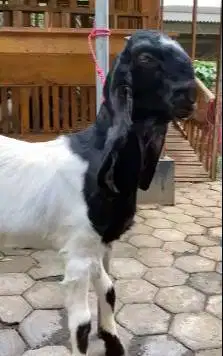 sepasang bakalan kambing etawa 1 jantan 1 betina 7-8 bulanan jamin top