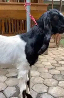 sepasang bakalan kambing etawa 6-8 bulanan 1 jantan 1 betina jamin top