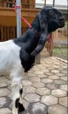 sepasang bakalan kambing etawa 6-8 bulanan 1 jantan 1 betina rawatan