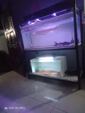 Ikan arwana Dan jual aquarium
