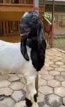 sepasang bakalan kambing etawa super 1 jantan  1 betina 6-8 bulanan ok