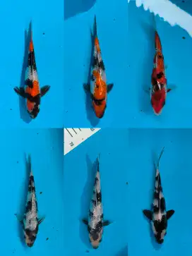 Koi jenis Showa size tertera di foto