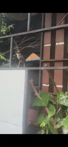 DIJUAL  SEPASANG BURUNG CUCAK ROWO