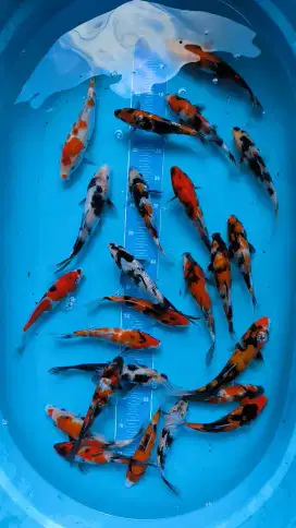 Ikan koi Showa Shiro Ginrin Mix Sisik size 20-25cm