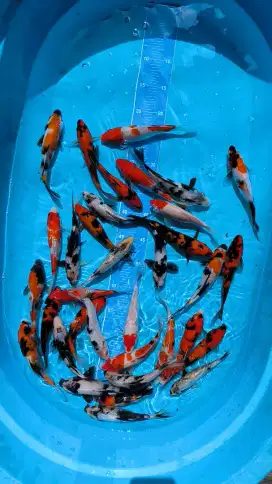 Koi jenis Showa Shiro Ginrin Mix Sisik size 17-21cm