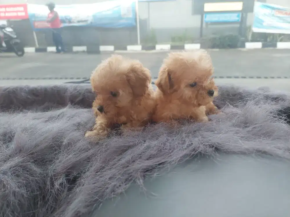 TOY POODLE FAWN PANTAU LOKASI