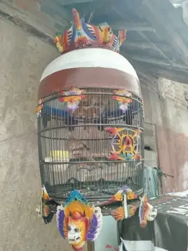 Perkutut lokal Rajin