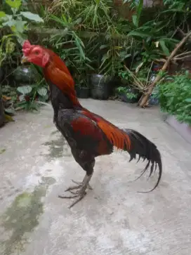 Ayam pukul ko Vidio ada