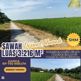 Hasil Panen 2 Ton Luas 3216 m Dijual Sawah Murah Rp 750rb/m