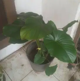 Homalomena Oculta + Pot Uk 35