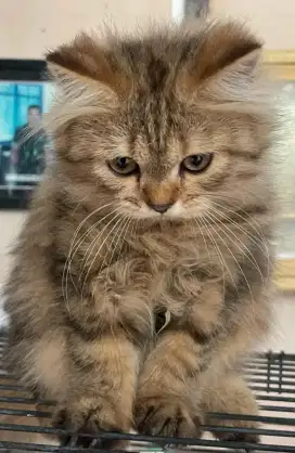Penitipan kucing